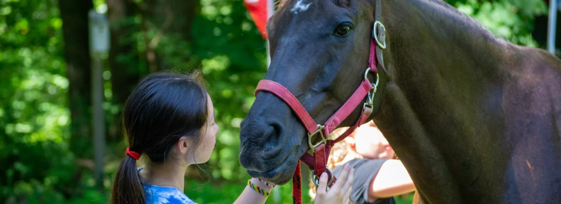 Y Camp Horses